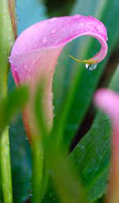 Pin By Josie Goytisolo On Amazing World Calla Lily Flowers Pink Calla Lilies Calla Lily