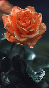 Orange Rose Wallpaper Iphone Android Rose Wallpaper Flower Background Iphone Hd Flowers