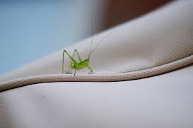 Baby Grasshopper