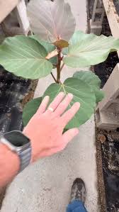 Image result for Ficus tettensis