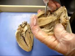Mr Hayashi S Sheep Heart Dissection Life Science Lessons Biology Lessons Life Science Activities