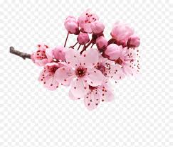 All content is available for personal use. Cherry Blossom Petals Png Images Flower Cherry Blossom Png Free Transparent Png Images Pngaaa Com