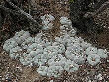 (pāō`tē), spineless cactus (lophophora williamsii), ingested by indigenous people in mexico and the united states to produce visions. Peyote Wikipedia