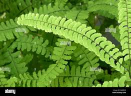 Image result for Adiantum patens