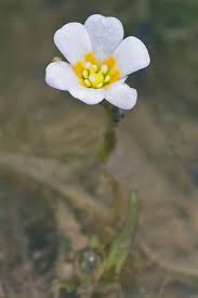 Image result for Cabombaceae