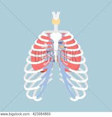 In vertebrate anatomy, ribs (latin: Anatomy Human Rib Vector Photo Free Trial Bigstock