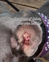 Image result for abscess dog's ear flap