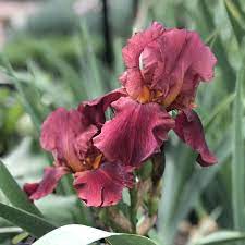 Bernice's legacy reblooming bearded iris. Iris Bernices Legacy Garden Crossings