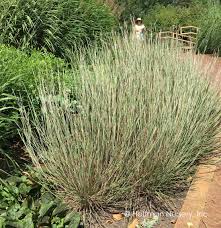 Image result for Stolzia compacta