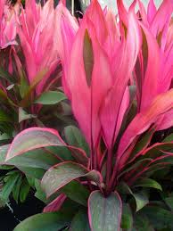 Cordyline Fruticosa Maria In 2020 Plants Shade Plants Colorful Plants