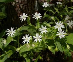Image result for Stellaria mannii