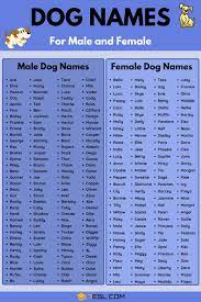 Dog Names 100 Most Popular Male And Female Dog Names 7esl Female Dog Names Boy Dog Names Cute Names For Dogs