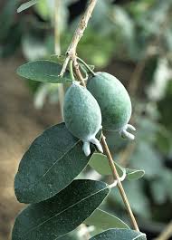 Image result for Feijoa sellowiana