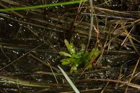 Image result for Genlisea africana