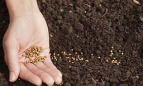 Seeds stored in seed banks can be quickly made available to the researchers and scientists who wanted to study these seeds particularly if such when peace is established, seeds can be recycled and replanted from seed banks. Twenty Seed Saving Initiatives Preserving Biodiversity Around The World Food Tank