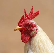 Nå er texas et katastrofeområde 0:0 comments har denne snusforskeren rett, endrer det alt vi vet om farene ved snus 0:0 comments Norsk Ornitologisk Forening Nettsok Etter Fugleinfluensa Og Svineinfluensa