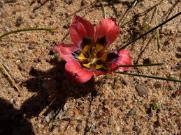 Image result for Romulea
