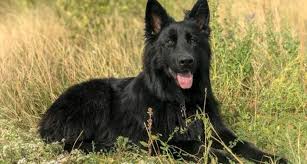 Did you scroll all this way to get facts about long haired shepherd? Roderick Shepherds German Shepherd And Mini Toy Aussie Dogs In Colorado