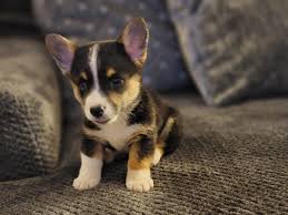 Skip to main search results. Corgi Puppies For Sale Glendale Az 357071 Petzlover