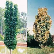 The canopy is a narrow pillar shape with ascending branches. Acer Platanoides Columnar A Very Tight Upright Growing Form That Maintain This Form For Life Landscaping With Rocks Indoor Landscaping Garden Inspiration