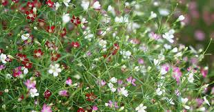 East europe to west siberia. Growing Gypsophila Paniculata Plants How To Care For Baby S Breath