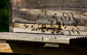 Sie sind in der glücklichen lage einen eigenen garten in ihrem besitz zu haben? Wildbienen Ansiedeln Oder Bienen Halten Haushaltstipps Und Gartentipps