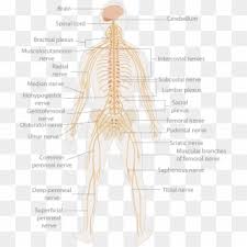 Nervous system label the neuron. 6 Week Human Embryo Nervous System Embryonic Origin Of Cranial Nerves Hd Png Download 1280x716 1305902 Pngfind