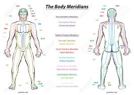 Meridian System Chart Male Body With Principal And Centerline