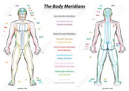 Meridian System Chart Male Body With Principal And Centerline