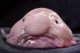 dunyanin en ilginc 19 hayvani haberself blobfish animals deep sea life