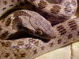 Night Snake Hypsiglena Torquata Snake Reptiles Sonoran Desert