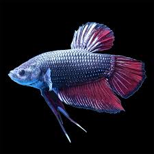 King bettas are good, but they get much bigger than others. Male Halfmoon King Betta Fish Petco Fishing Boats Blog