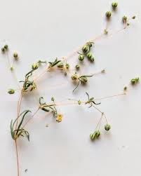 Image result for Hypertelis cerviana