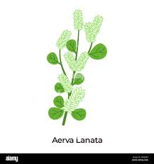 Image result for Nothosaerva