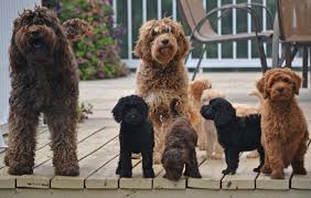 Breeder reserves the right to retain any pup for the breeding program. Australian Labradoodle Puppies For Sale Shipping Availablecute Labradoodles