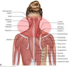 We hope this picture head and neck muscles diagram can help you study and research. What Are The Causes Of Muscle Spasming In The Neck