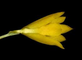 Image result for Eulophia ensata