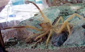 The giant camel spider, one of the worlds biggest spiders, lives in desert environments and comes from the solifugae order of animals in the arachnid class. The Border Crossing And The Camel Spiders Mydaftlife