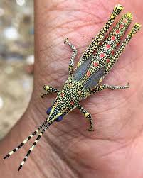 Yasin Beran Dunya Uygarliklari Weird Insects Bugs And Insects Cool Insects The grasshopper feeds on the poisonous plant calotropis gigantea. pinterest