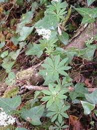 Image result for Galium scabrellum