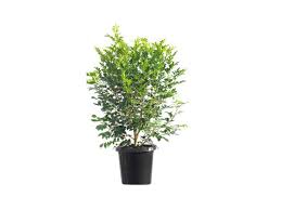 Image result for Murraya paniculata