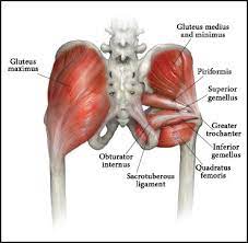 The three muscles originate from the ilium and sacrum and insert on the femur. The Glutes The New Beauty Muscles Musculoskeletal Key