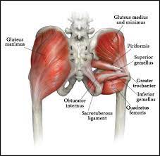 Shown in the second diagram are the gluteus medius and minimus, which lie directly underneath the gluteus maximus. The Glutes The New Beauty Muscles Musculoskeletal Key