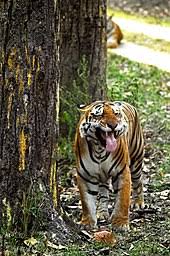 Free fire permits players to make a novel and polished moniker utilizing a wide range of characters. Tiger Wikipedia