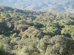 Image result for Erythrococca ulugurensis