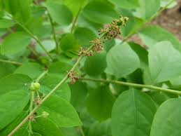 Image result for Phyllanthus pinnatus
