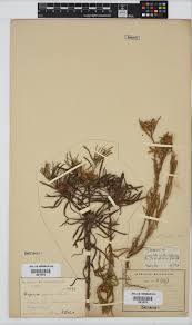 Image result for Geigeria