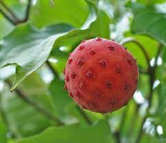 There are many varieties of dogwood, all of which are wonderful in their own way. Pin By Danielle Tierney Tranter On Subject Seed Pods Seed Pods Dogwood Trees Seeds