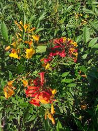 Image result for Tecoma stans