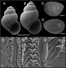 Image result for Phaulopsis sangana